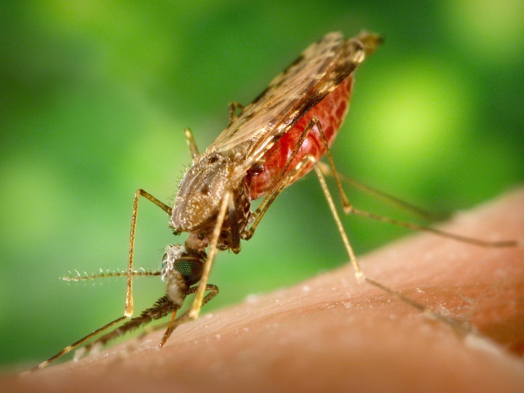 malaria-title