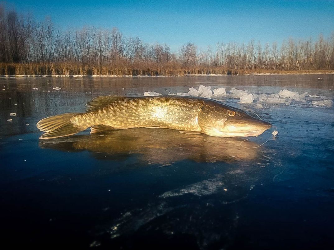 Ловить щуку в московской области. Щука зимой. Зимняя рыбалка на щуку. Щука Озерная. Щука на льду.