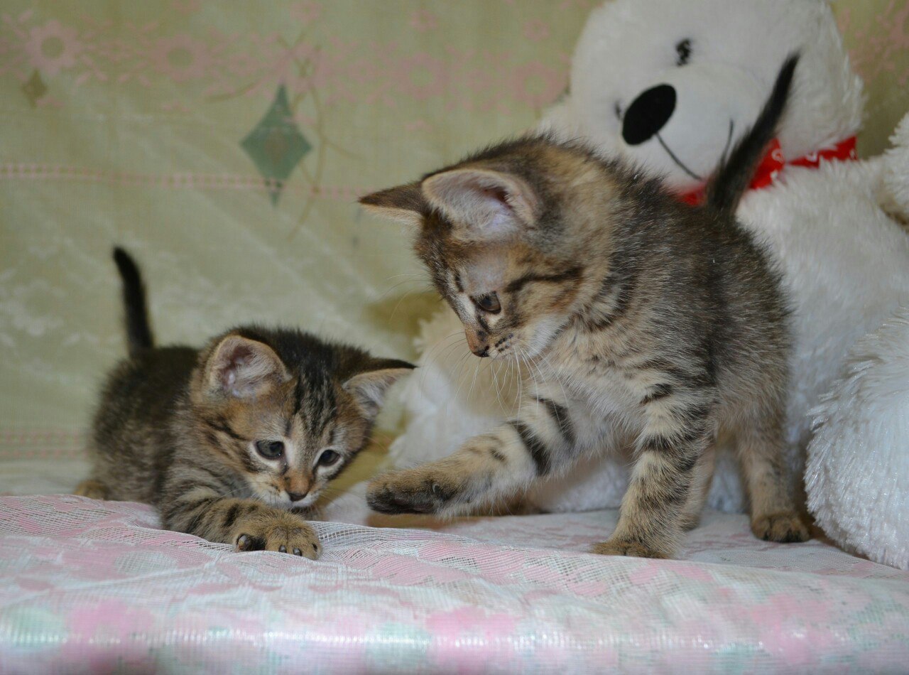 сейчас котенка. сейчас котенка. сейчас котенка. сейчас котенка. котенок вырос.