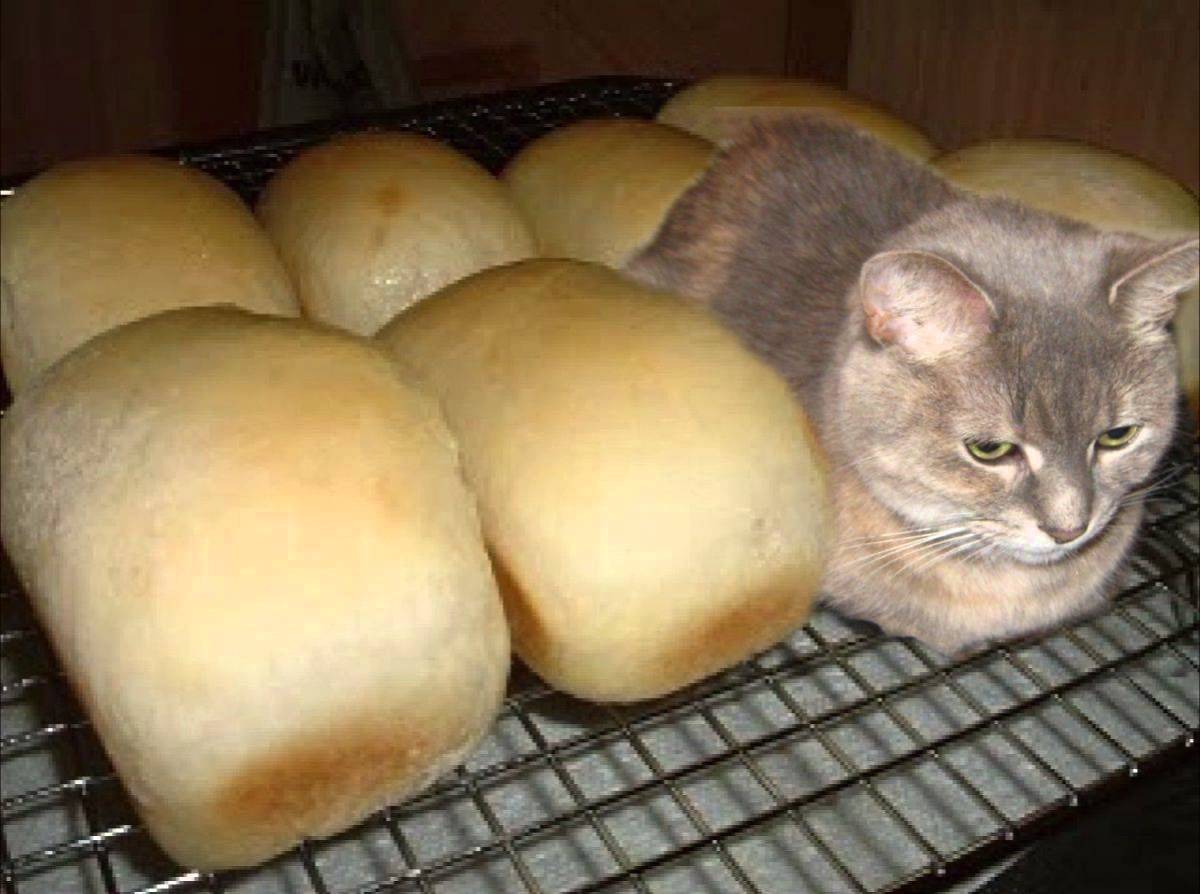 Не ешь подумай кот хлеб
