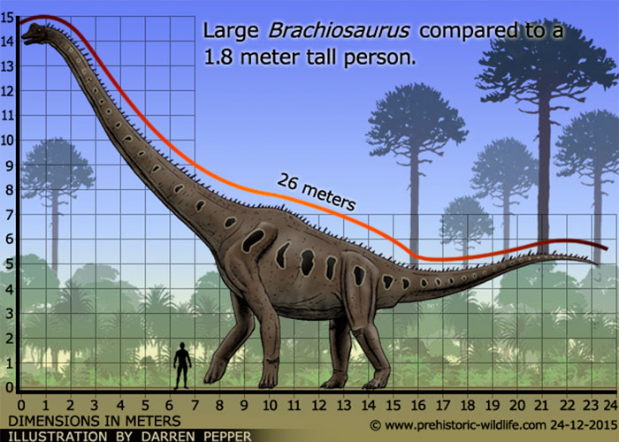Размеры взрослого брахиозавра относительно размеров человека. 