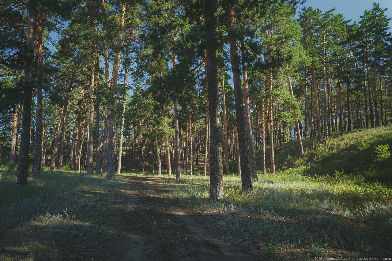 Сосновый лес Самара Тольятти
