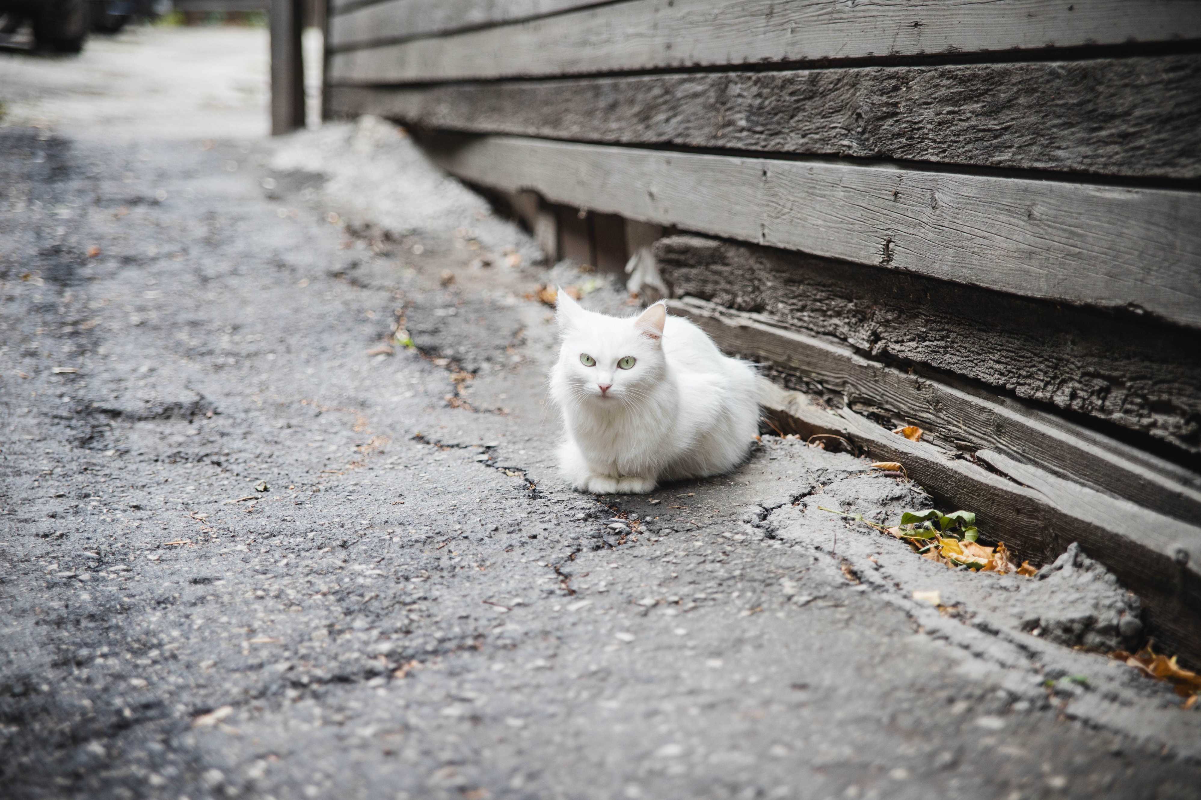Кошка с улицы Садовой