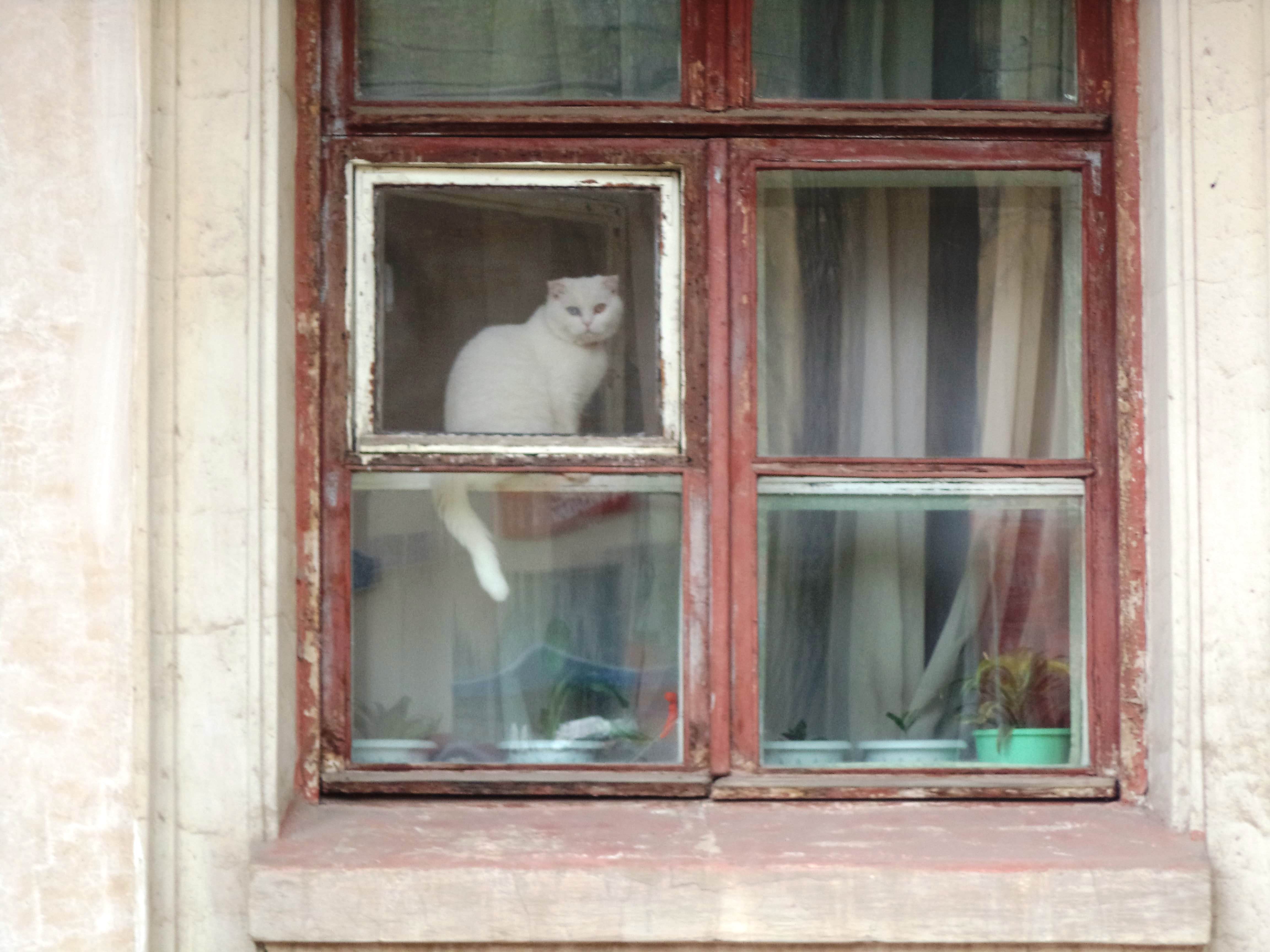 Котик с улицы Фасадной